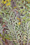 Woody goldenrod